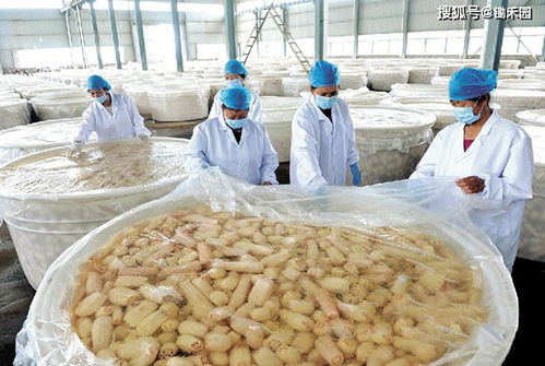 从滞销到畅销 食品工业园推动农产品价值跃升，2025年营收瞄准32万亿